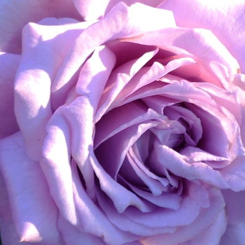 Rozenplanten online kopen en bestellen - Purper - theehybriden - sterk geurende roos - Rosa Mamy Blue™ - Georges Delbard - Grote witlila bloem met sterke geur, lang houdbaar.